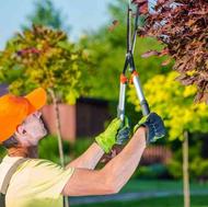 هرس درخت میوه تخصصی و خرید درخت