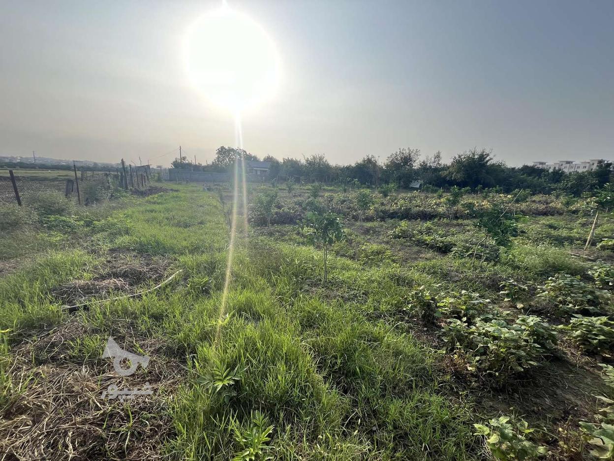 قلم باغ روستای ماهفروجک 1300 متر در گروه خرید و فروش املاک در مازندران در شیپور-عکس1