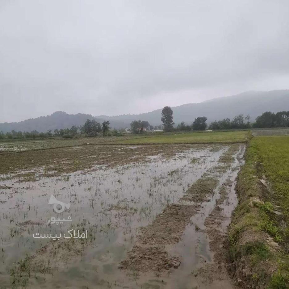 فروش زمین شالیزاری 1200 متر روستای اطراف شهر در گروه خرید و فروش املاک در مازندران در شیپور-عکس1