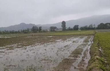 فروش زمین شالیزاری 1200 متر روستای اطراف شهر