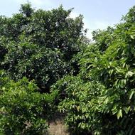 200 متر باغچه دور محصور نزدیک بافت بابل جاده کیاکلا کهلودشت