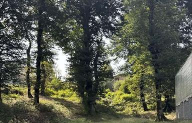 500 متر زمین جنگلی در مسیر هفت آبشار بابلکنار