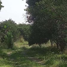 فروش ویلا 13800 متر در جاده قائمشهر