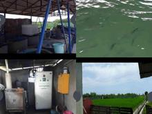 فروش ماهیسرا و مرغداری در تنکابن4200متر در شیپور