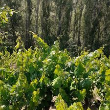 فروش باغ انگور در بحر جاده قیدار 1200متری