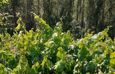 فروش باغ انگور در بحر جاده قیدار 1200متری