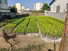 فروش زمین مسکونی 300 متر در کریم آباد در شیپور