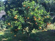 فروش یا معاوضه زمین 4200 متر در همت اباد شیرود در شیپور