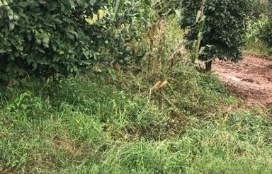 فروش زمین باغی 140 متر در سانخیل