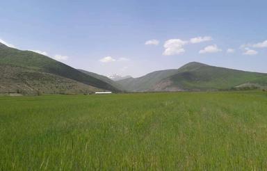 فروش ویژه زمین هکتاری کشاورزی در روستای لاشک کجور