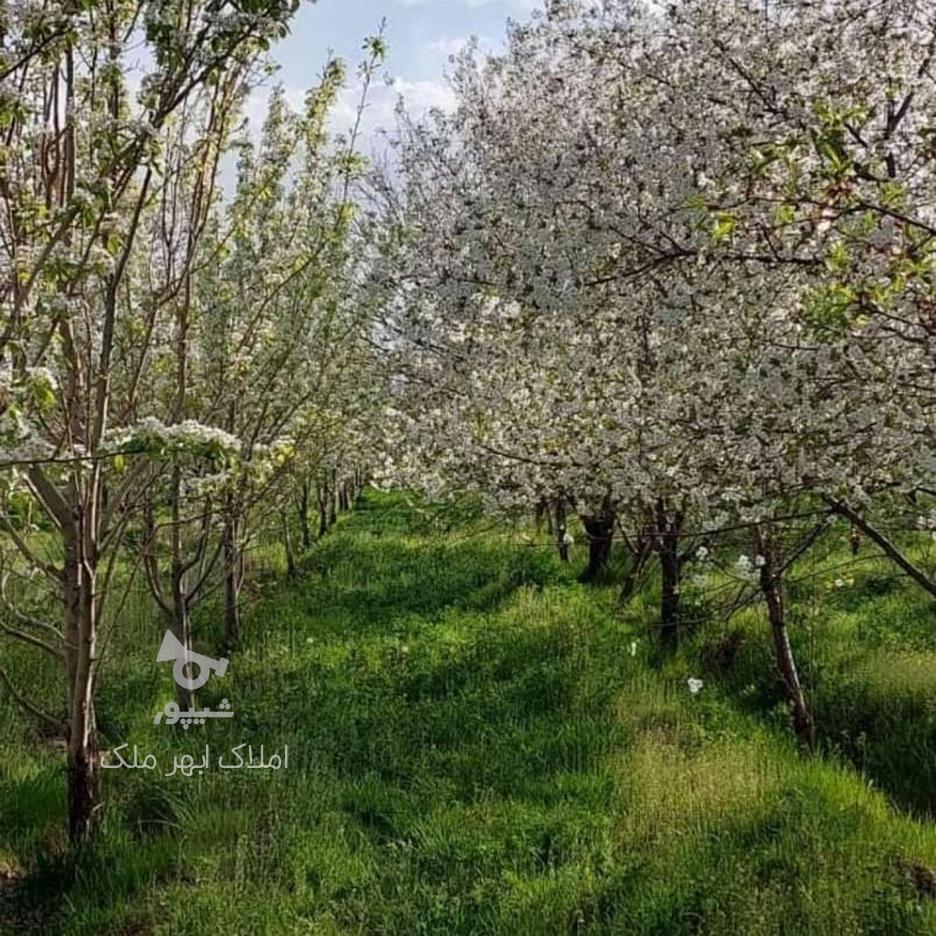 فروش زمین مسکونی 230 متر در شناط دستبس در گروه خرید و فروش املاک در زنجان در شیپور-عکس1