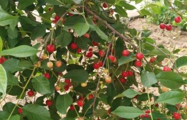 خانه باغی در سیاخ دارنگون روستای کدنج