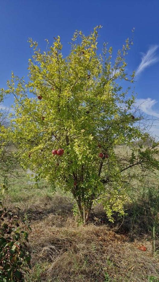 500متر زمین در روستای،زیبای،شموشک در گروه خرید و فروش املاک در گلستان در شیپور-عکس1