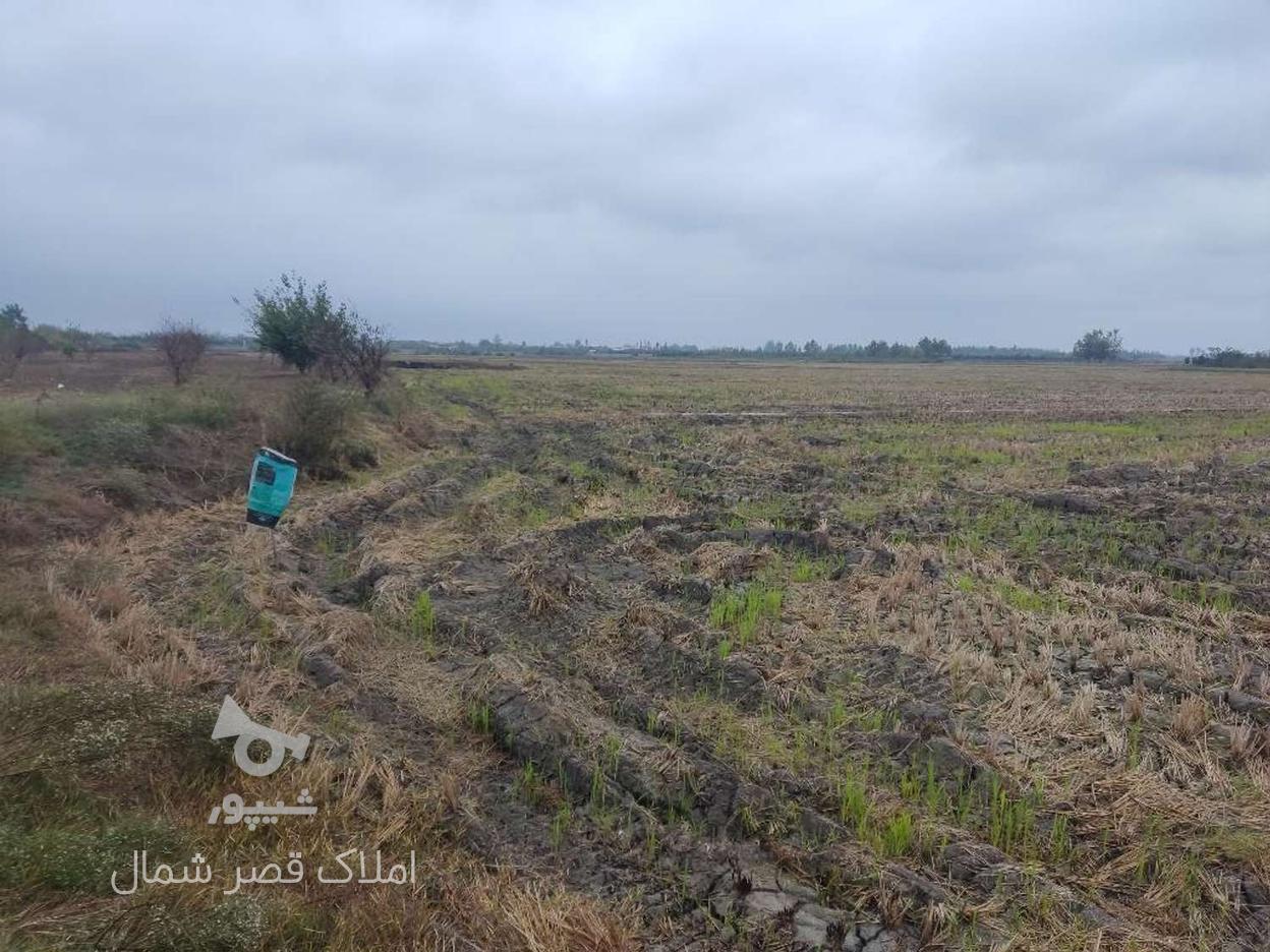 فروش زمین کشاورزی 50000 متر در سید محله در گروه خرید و فروش املاک در مازندران در شیپور-عکس1