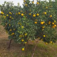 باغ مرکبات روستای جنید