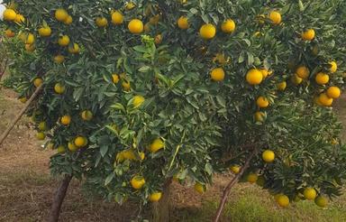 باغ مرکبات روستای جنید