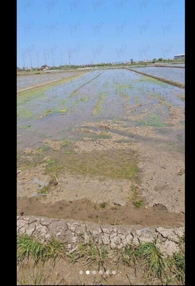 زمین گشاورزی در جاده نالکیاشر در گروه خرید و فروش املاک در گیلان در شیپور-عکس1