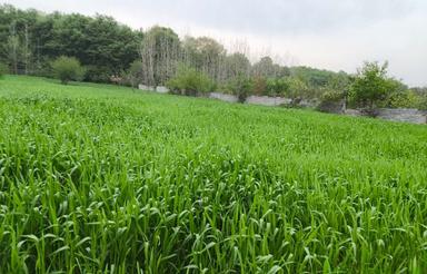 فروش باغ 2200 متر سنددارجفت جنگل