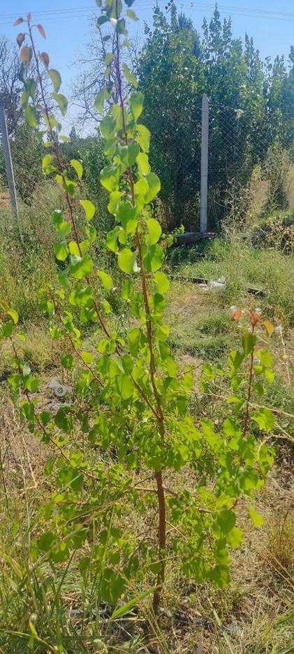 باغچه 1000متری در روستای گل تپه در گروه خرید و فروش املاک در آذربایجان غربی در شیپور-عکس1