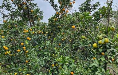 باغ زیبا 3500 متری بسیار رسیدگی شده