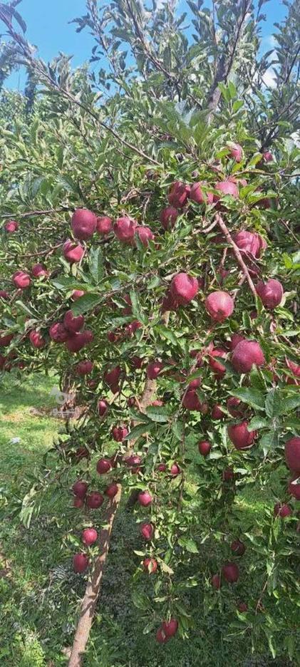 4000 متر باغ میوه با درختان چندین ساله در گروه خرید و فروش املاک در آذربایجان شرقی در شیپور-عکس1