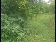 زمین مسکونی 480 متر در سلیم آباد در شیپور