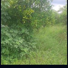 زمین مسکونی 480 متر در سلیم آباد