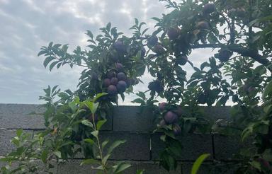 فروش باغچه پلاک دوم کمربندی 500متر