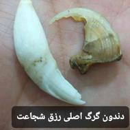 مهره اصلی خرمهره مارخرمهره