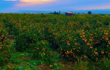 3000 متر باغ استثنایی در ساری