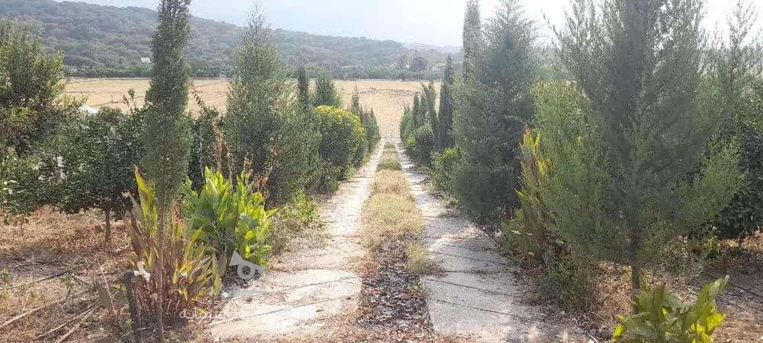 فروش زمین کشاورزی 1800 متر در زرین آباد سفلی در گروه خرید و فروش املاک در مازندران در شیپور-عکس1