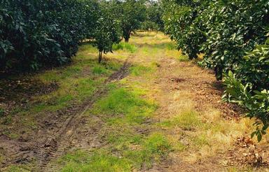 فروش زمین کشاورزی 8700 متر در جاده نظامی