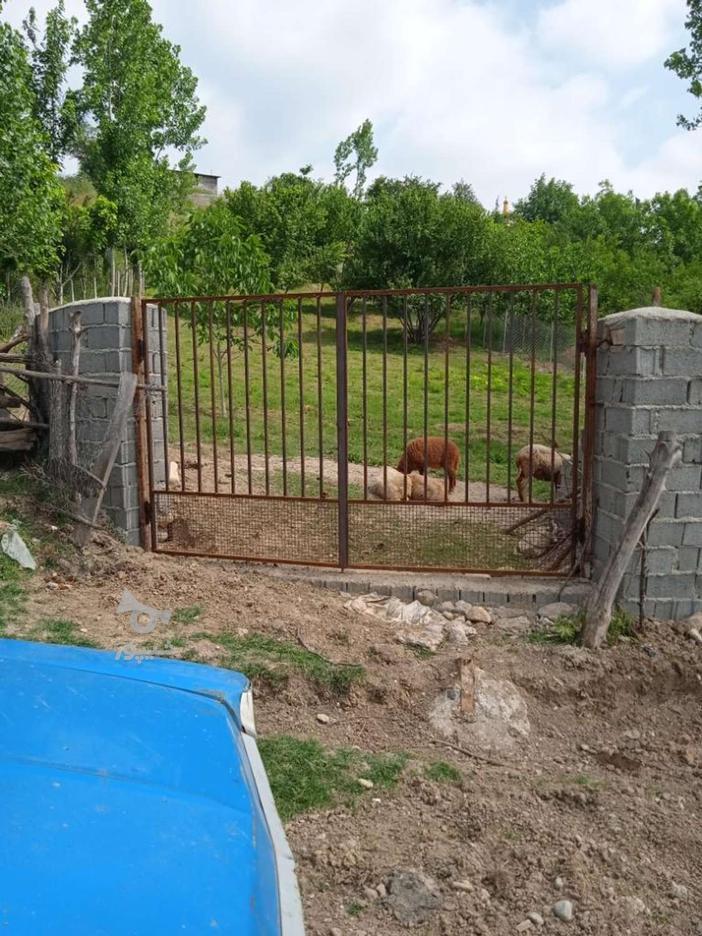 زمین 1000متری روستای ورکی ویو عالی در گروه خرید و فروش املاک در مازندران در شیپور-عکس1