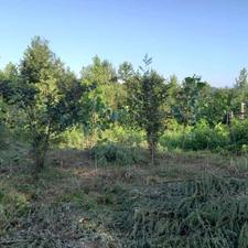 زمین 400 متر در بنگبر