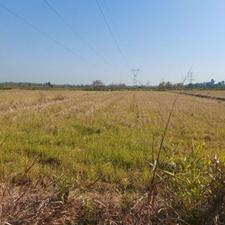 زمین کشاورزی 5000 متربا سند درروستا مرداب بن رودسر