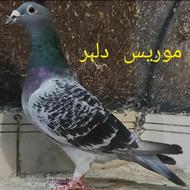 کفتر.کبوتر ماده موریس