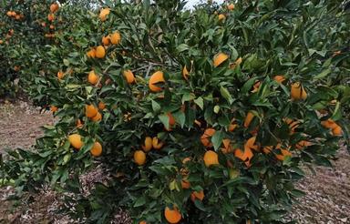 فروش زمین کشاورزی 6000 متر در خیابان جویبار