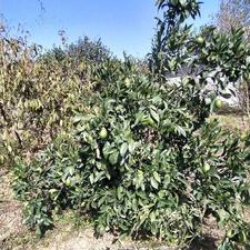 فروش زمین 2000 متری اول جاده وسطی کلا