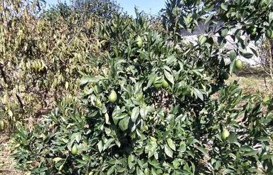 فروش زمین 2000 متری اول جاده وسطی کلا