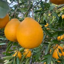 فروش زمین کشاورزی 6700 متری در جاده بهنمیر