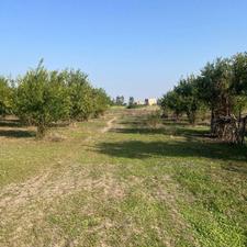 فروش باغچه 145 متر در راهبند