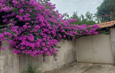زمین خاص با ویو خاص در روستای شکتا