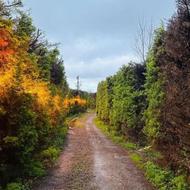 فروش زمین مسکونی 200 متر در ناتل