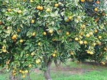 زمین کشاورزی 1000 متر در جاده جویبار آبکسر در شیپور