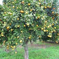 زمین کشاورزی 1000 متر در جاده جویبار آبکسر