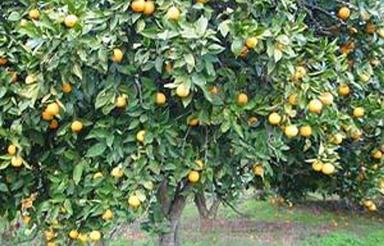 زمین کشاورزی 1000 متر در جاده جویبار آبکسر