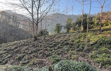 فروش زمین باغ چای و مرکبات 8000 متر در سیاهکلرود