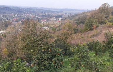 فروش زمین کشاورزی 720 متر در وسطی کلا