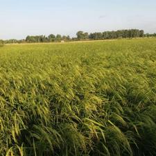 زمین 3,100 متری مزرعه