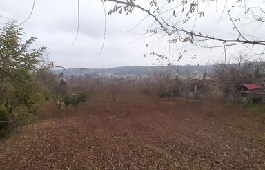فروش زمین کشاورزی 1200 متر در وسطی کلا